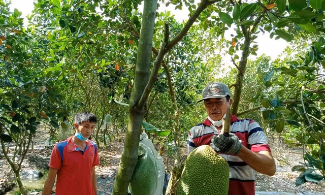 Giá mít ở ĐBSCL siêu rẻ chỉ còn 4.000đ/kg nhưng nông dân vẫn ‘ngóng’ thương lái