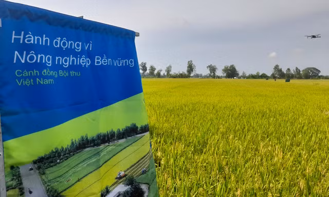 Nhận tiền tỷ khi trồng lúa bền vững, giảm phát thải