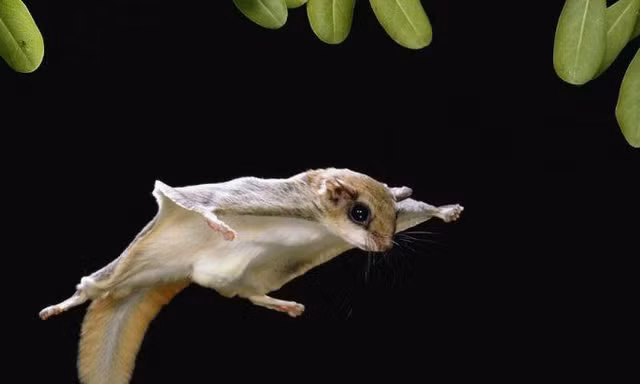 Những điều bạn chưa biết về loài sóc bay?