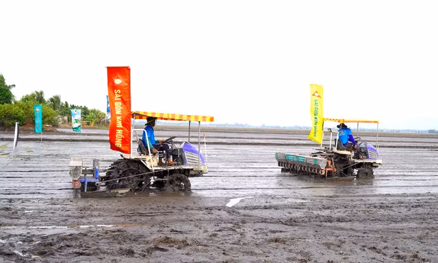 Sắp có 100.000 ha lúa chất lượng cao ở Kiên Giang