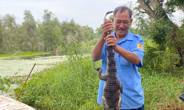 Vụ 8 con cá sấu sổng chuồng ở Kiên Giang: Kiến nghị thanh lý cả đàn, mở cửa công viên trở lại
