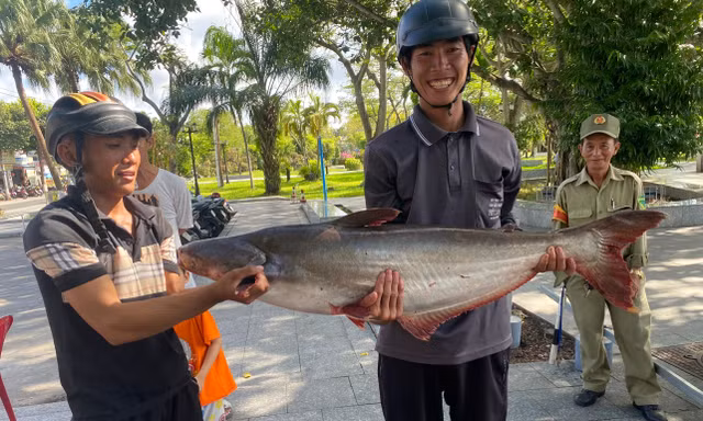 Độc đáo kéo lưới bắt nhiều cá 'khủng' ở Giếng nước Mỹ Tho