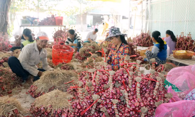 Hành tím Vĩnh Châu hiện đang tồn hơn 51.000 tấn chưa thể tiêu thụ được.