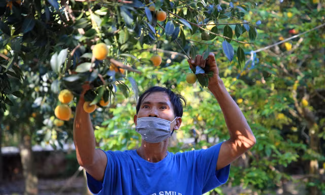 ‘Đã mắt’ với vườn thanh trà trĩu quả ở miền Tây 