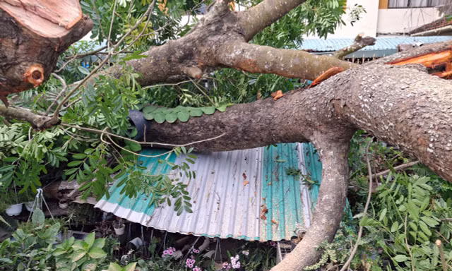 Dông lốc quật ngã cây cổ thụ ở Cần Thơ, vỉa hè bị xé toạc