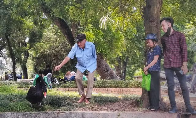Du khách có thể lại rất gần, chạm vào thiên nga