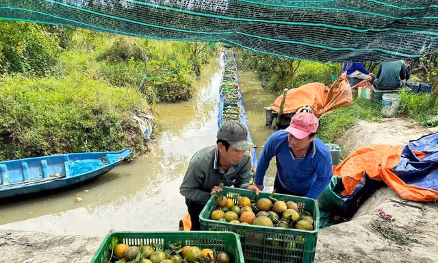 Thu hoạch cam