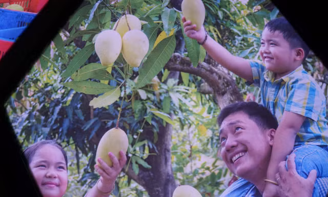Trải nghiệm công nghệ thực tế ảo 'Vương quốc xoài Đồng Tháp'