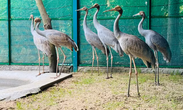 6 sếu đầu đỏ từ Thái Lan đã về tới Tràm Chim
