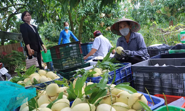 Xoài Đồng Tháp