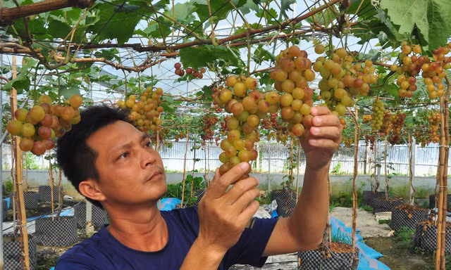 Chiêm ngưỡng vườn nho trĩu quả giữa lòng Tây Đô