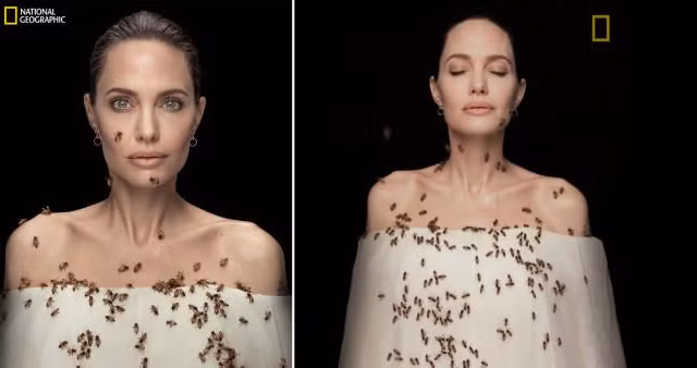 Angelina Jolie nhịn tắm 3 ngày, để ong bâu kín người chụp ảnh