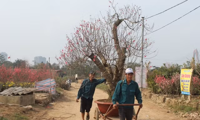 Việc vận chuyển cành đào mang lại thu nhập trung bình 1 triệu đồng/ngày cho lao động phổ thông