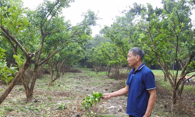 Đặc sản nổi tiếng đất Tổ hồi sinh sau bão số 3