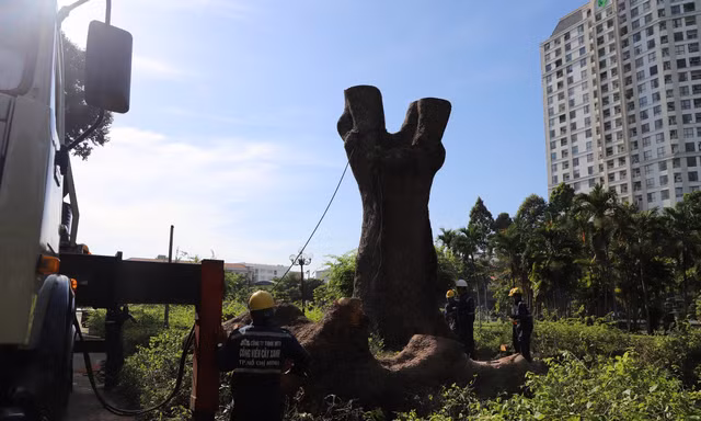 Cổ thụ trăm tuổi trong công viên Gia Định bị đốn hạ