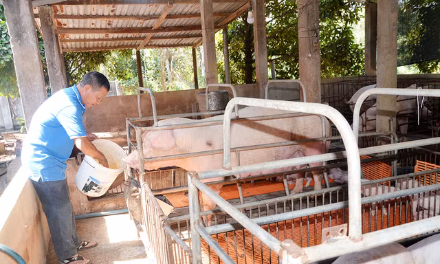 Giá heo 'nóng, lạnh' thế nào mà nông dân Bà Rịa-Vũng Tàu nói như ngồi trên đống lửa?