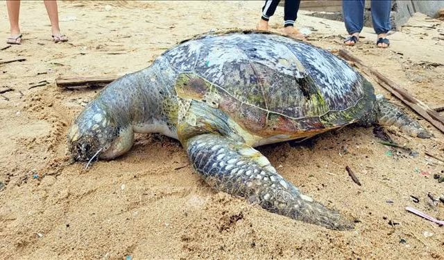 Xác rùa biển quý hiểm nặng hơn 80kg dạt vào bãi biển Vũng Tàu