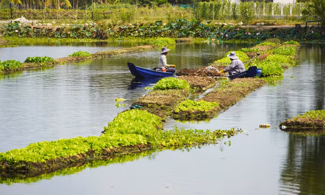 Chuyện lạ Long An, trồng rau tốt um trên bèo lục bình nổi trên sông, Tây Ninh đang muốn làm theo
