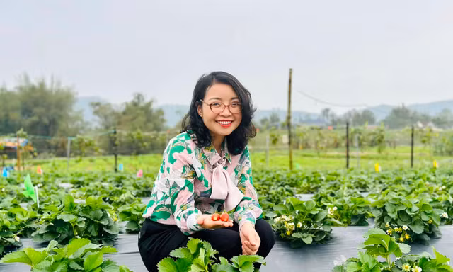 Vườn dâu tây chín mọng của ông chủ 9x xứ Nghệ 