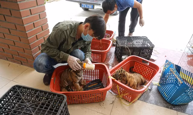 ‘Bệnh viện’ đặc biệt dành cho thú rừng