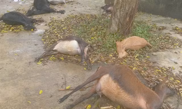Đàn dê 11 con chết bất thường khi vào nghĩa địa ăn cỏ