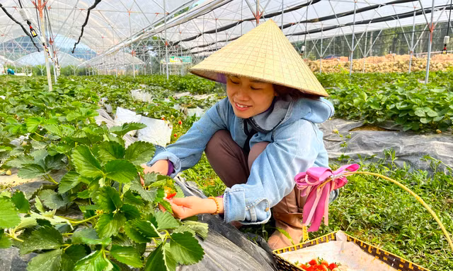 Trang trại dâu tây, cà chua thu hút giới trẻ Nghệ An đến check in