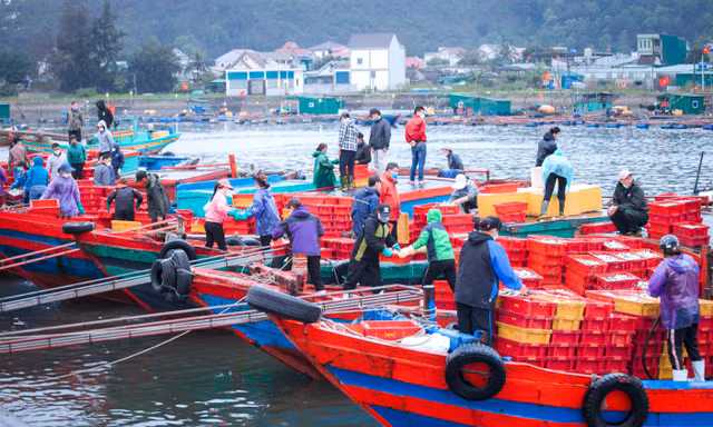 Ngư dân Nghệ An đón 'lộc biển' trong chuyến ra khơi đầu năm