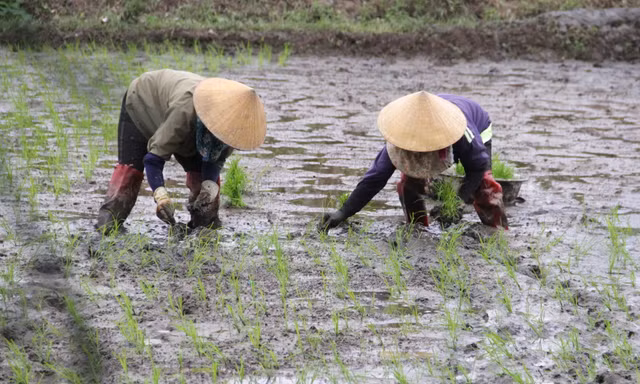 'Bán mặt cho đất bán lưng cho trời' kiếm nửa triệu mỗi ngày