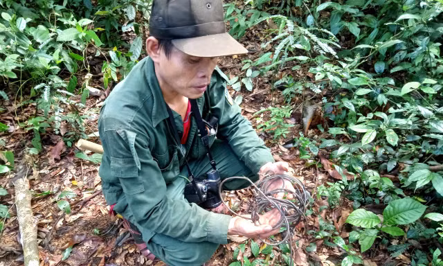 Trả nợ rừng xanh