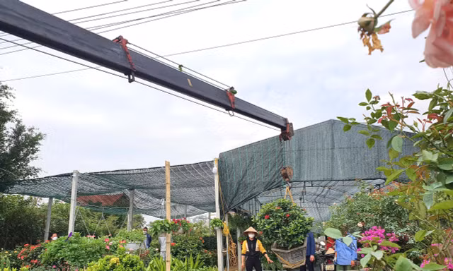 Làng hoa lớn nhất TP. Vinh gom hàng vụ Tết, dùng cần cẩu chuyển cây