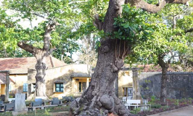 Cây bàng di sản - biểu tượng bất khuất của tinh thần Côn Đảo