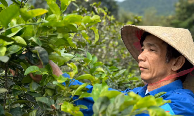 Nghề hái lá cây bán tiền triệu dưới chân núi Thiên Nhẫn