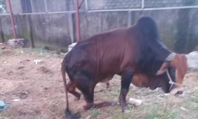 Công an điều tra vụ đàn bò trị giá hàng trăm triệu bị đứt chân