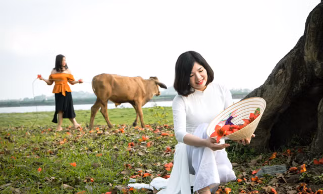 Hoa gạo ‘bung lụa’ đỏ rực làng quê, bạn trẻ thích thú lưu giữ khoảnh khắc