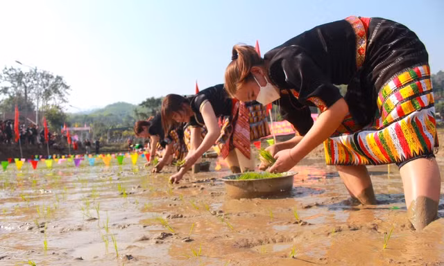Đầu năm xem phụ nữ người Thái xuống ruộng cấy thi