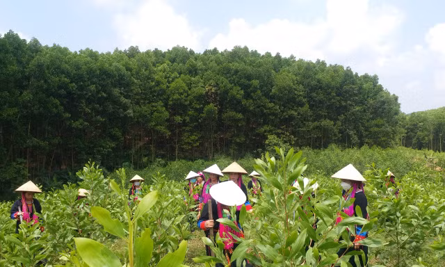 Mô hình trồng cây gây quỹ của chị em phụ nữ bản Mùng.