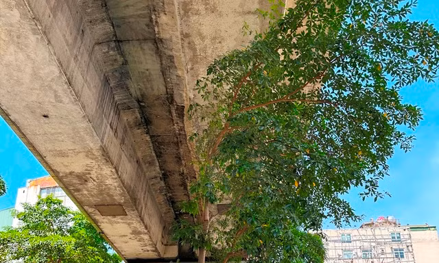 Cám cảnh cây xanh Hà Nội còi cọc 'đụng' gầm đường trên cao