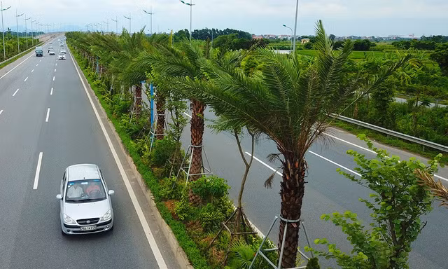 Cây xanh được trồng mới trên đường Võ Nguyên Giáp.