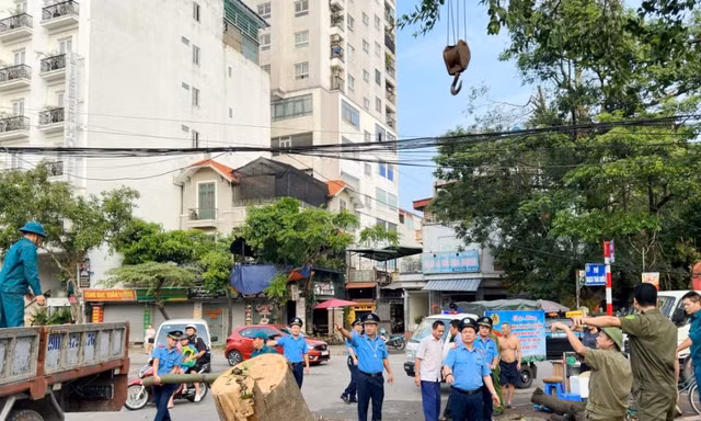 Hơn 300 Thanh tra phân luồng, đảm bảo trật tự chiến dịch thu dọn cây xanh đổ 