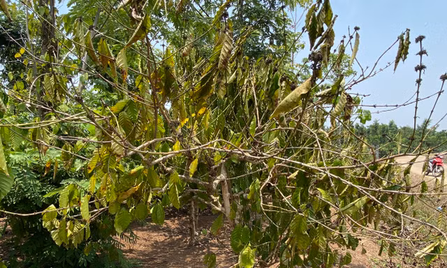 Nông dân thủ phủ cà phê nơm nớp nỗi lo mất mùa