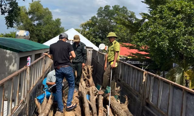 Vụ 26 cây gỗ giáng hương bất hợp pháp được hợp thức hóa: Kỷ luật Hạt trưởng Kiểm lâm huyện