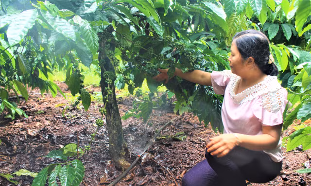 Từ Cao Bằng vào Đắk Lắk lập nghiệp, làm giàu nhờ cây cà phê