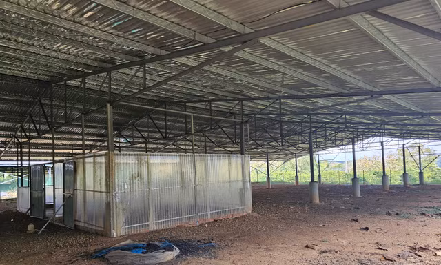 Những trang trại 'điện mặt trời' kỳ lạ ở Đắk Nông
