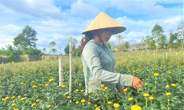 Nông dân 'đánh bạc' với ông trời vụ hoa Tết 