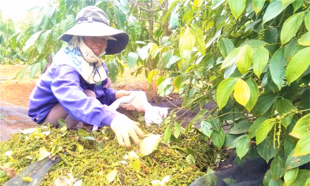 Giá hồ tiêu tăng cao, nông dân Tây Nguyên xuất bán nhỏ giọt