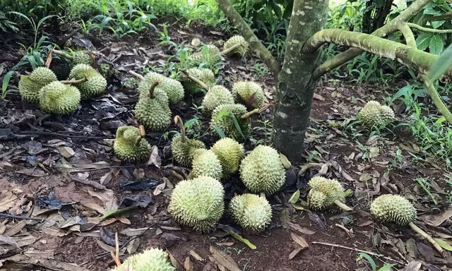 Truy tìm thủ phạm đẽo gốc, phá vườn sầu riêng sắp thu hoạch