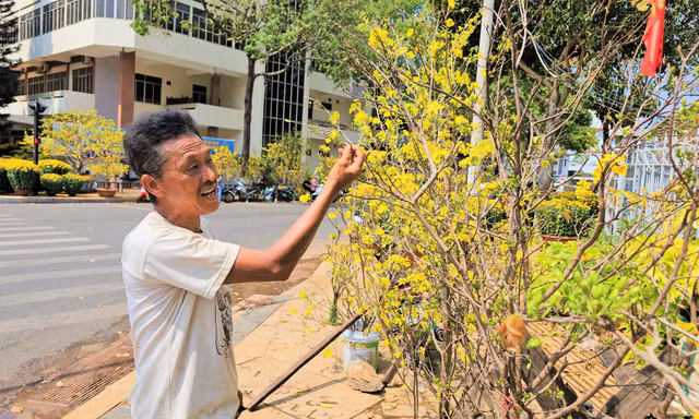 Mai rừng ‘hành hương’ xuống phố