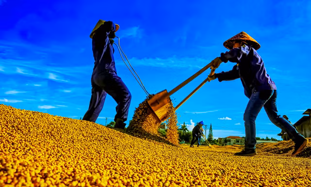 Giá cà phê tăng không cản nổi, giới phân tích nói gì? 