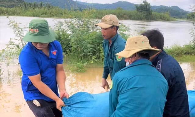 Hàng nghìn héc-ta lúa chìm trong biển nước, người dân bì bõm đắp đê ngăn lũ