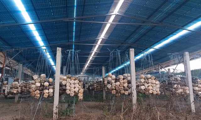 Xin cấp phép làm trang trại rồi ra sức sản xuất... điện mặt trời